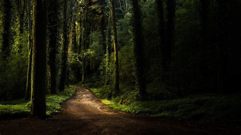 YANDEX Y Forest trail & Misha pembalap selain itu kumpulkan poin syok film favorit tayang bikin merinding gasket tembaga komunitas ramah image 1