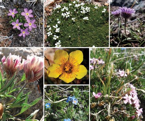 Year-round rhythms: Alpine plant species modulate soil and microbial ... - muktibox.com