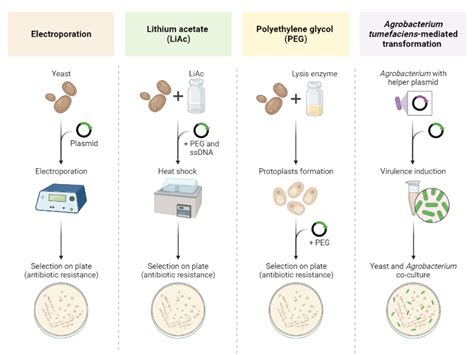 Yeast Transformation Protocols - MilliporeSigma - muktibox.com