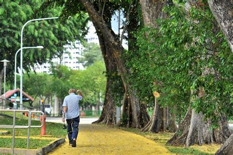Yellow carpet of angsana - Forest Research Institute Malaysia - raincitystudios.com