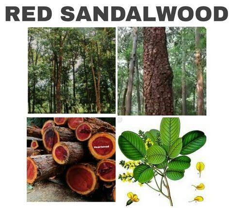 YERRA CHANDHANAM (RED SANDALWOOD) … - raincitystudios.com