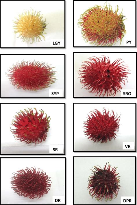 Yield Characteristics of Mutiara Merah Rambutan Varieties (Nephelium ... - raincitystudios.com