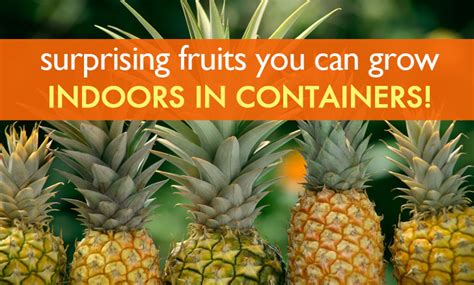 You can grow a surprising amount of food in small containers ... - balustradellc