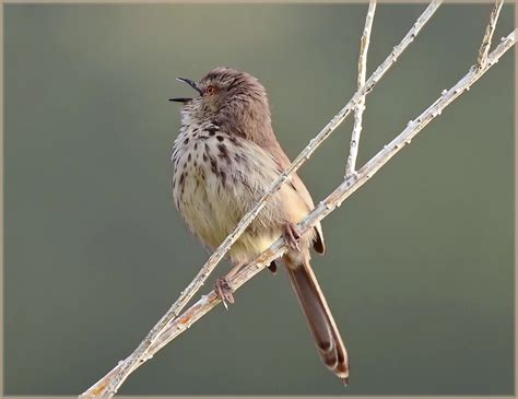 You hear them before you see them.... - Africa Geographic - balustradellc