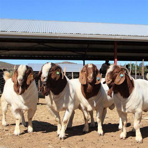 Young Boer Goat Breeding Rams for Sale - raincitystudios.com