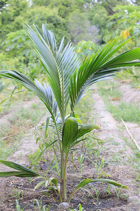 Young Coconut Plant royalty-free images - raincitystudios.com