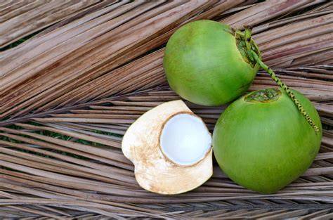 Young Coconuts | Matured Coconuts | Coconut Seedling - raincitystudios.com