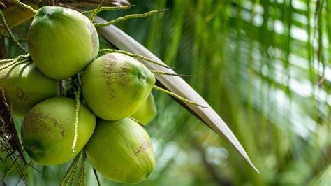 Young Green Coconuts Information and Facts - raincitystudios.com