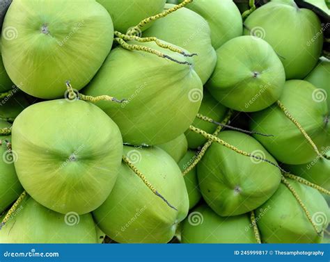 Young Green Coconuts royalty-free images - Shutterstock - raincitystudios.com