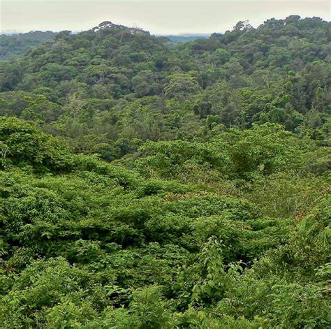 Young regrowth forests are worth saving - Nature - raincitystudios.com