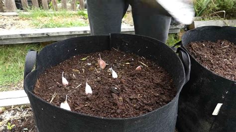 Your Complete Guide: Growing Garlic from a Clove Made Simple - balustradellc