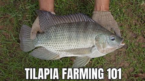 Your Guide To A Successful Start Tilapia Farming business. - balustradellc