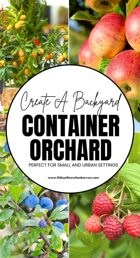 Your Guide to a Thriving Container Orchard - Grow Fruits In Pots - raincitystudios.com