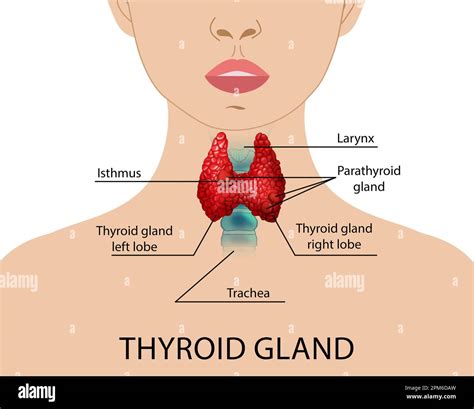 Your thyroid gland - muktibox.com