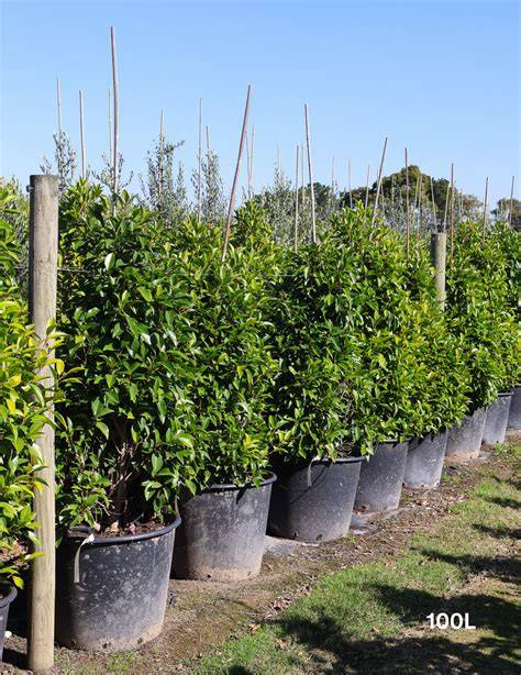 Your Ultimate Guide to Caring for a Ficus Tree - raincitystudios.com