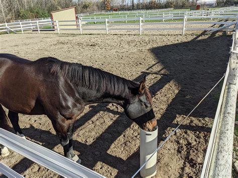 Your Ultimate Guide to Livestock Watering Systems in 2026 - balustradellc