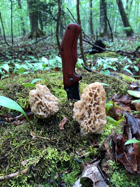 Your Ultimate Guide to Safe Morel Mushroom Foraging - balustradellc