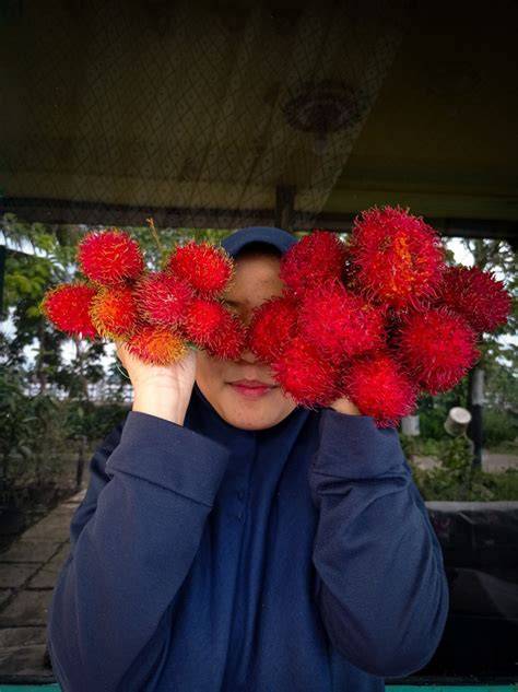 Yuk, Kenali 12 Jenis Rambutan yang Ada di Indonesia - raincitystudios.com