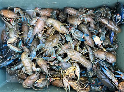 Yabbies for sale canberra. .  ...