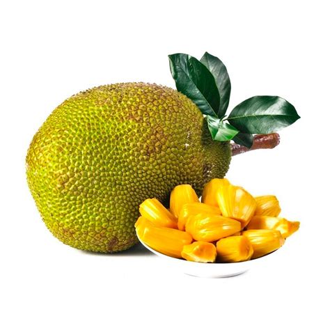 El árbol de la yaca, científicamente conocido como Artocarpus heterophyllus, pertenece a la familia de las Moráceas.Su fruta es considerada la más grande del mundo, pues llega a sobrepasar los 30 kilos.Comerla es disfrutar de una agradable mezcla entre mango, banana, durazno, melón, piña, naranja y kiwi, por la que se le da el calificativo de tutifruti o fruta de los siete sabores.. 