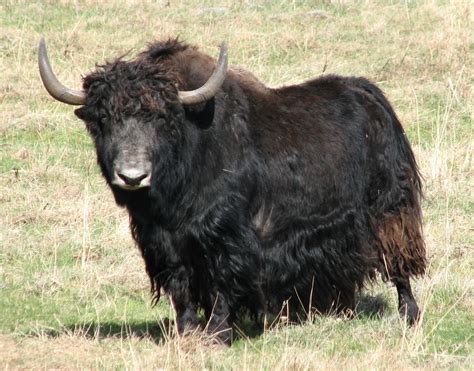 Yak fed. A 2022 test on a grass-fed sirloin cut from the Zhi-ba Shing-ga Yaks farm revealed the meat was 98% lean and 23% protein. Both values are higher than those of grass-fed bison and beef. 