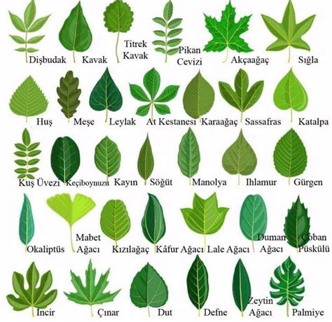 Yaprak çeşitleri ve türkçe isimleri