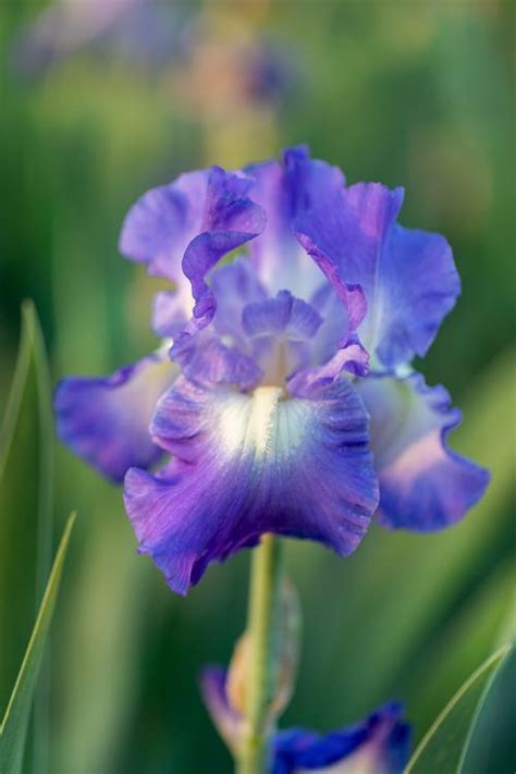 Yard and Garden: All about Irises News