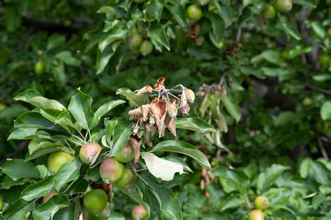 Yard and Garden: Crabapple Tree Fungus News