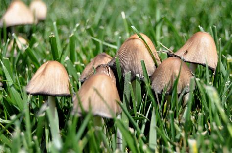 Yard mushrooms. 3. Water the lawn to reduce the number of mushrooms. Fairy rings are circular areas of denser, greener grass or dead grass caused by Basidiomycetes fungi. In late summer and fall, they may produce circles of mushrooms. If you dislike them, one of the best ways to treat them is watering. 