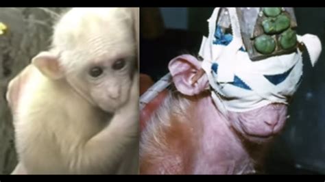 The world of bespoke monkey torture was new to Dr Cecc