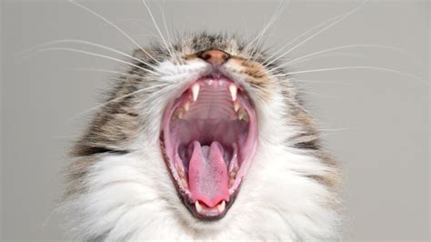 Yawning Cat — Peabody Gallery