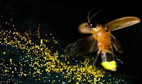 Yayarlar Halı ve Koltuk Yıkama