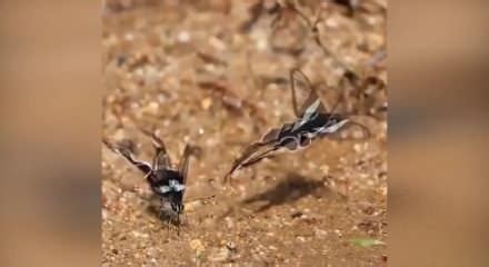 Yeşil Dragontail #kelebek (Güney Asya ve Güneydoğu.