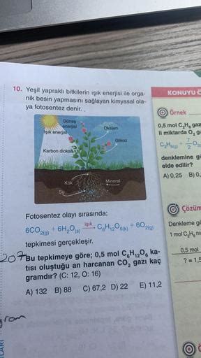 Yeşil yapraklı bitkilerin güneşBitkilerde fotosentez, klorofilli bitkilerin ışık enerjisi yardımıyla besin bireşimini yapmasıyla olur.