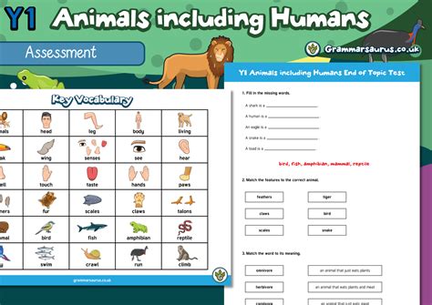 Year 1 Science: Animals Including Humans - Hamilton Trust