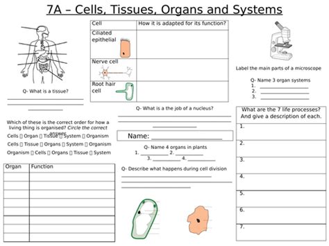 Year 7 Biology Worksheets Access 1,000s with EdPlace