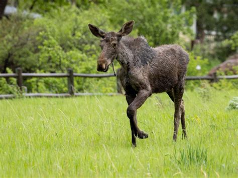 Yearling moose spotted in Boulder relocated to Larimer County