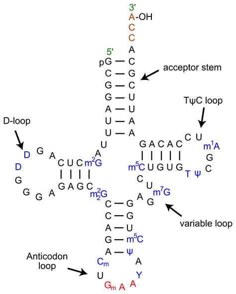 Yeast tRNA