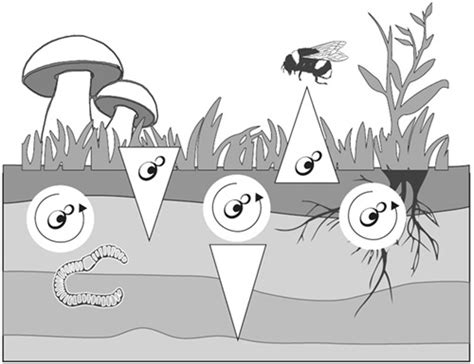 Yeasts of the soil – obscure but precious - Wiley …