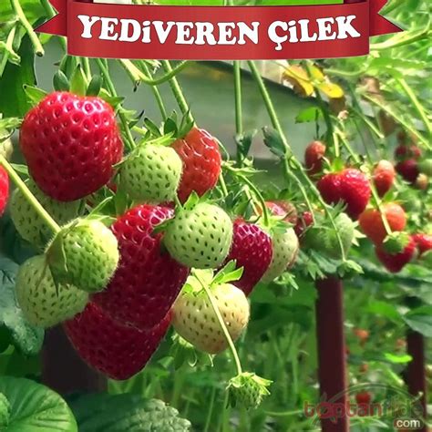 Yediveren çilek fidesi.