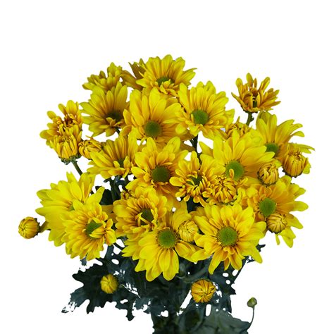 Yellow Daisy Pom Poms Flowers for Sale GlobalRose