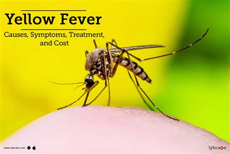 Yellow Fever & Dengue Surge in South America: Climate Crisis Fuels Deadly Outbreaks (2025)
