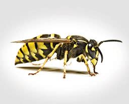 Yellow Jacket Behavior, Potential Threats, Habitat & More