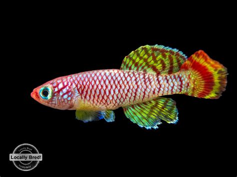 Yellow Korthaus Killifish (Nothobranchius korthausae)