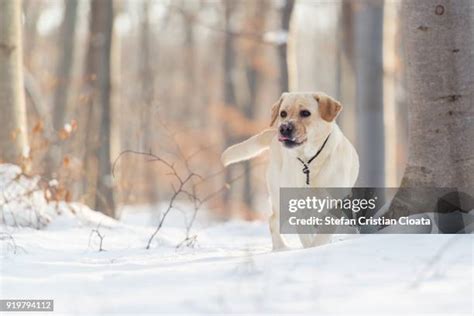 Yellow Lab Photos and Premium High Res Pictures - Getty Images