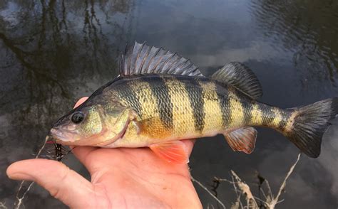 Yellow Perch - Maryland