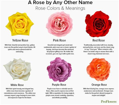 Yellow Rose Meaning in the Language of Flowers