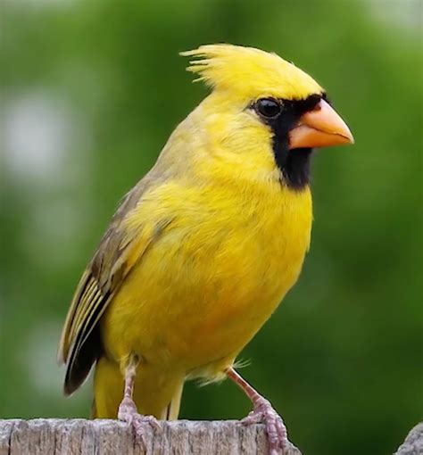 Yellow cardinal bird. Nov 14, 2022 · They are actually leucistic, which means they have a reduced pigmentation. This can happen to any bird, but it is most common in red birds since they have more pigment to lose. White cardinals are not albino, which is a complete lack of pigment. Albino birds typically have pink eyes, but white cardinals have black eyes like other cardinals. 