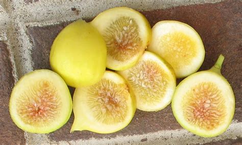 Yellow fig varieties.  If you&rsquo;ve only recently heard about the yellow fig tree an...