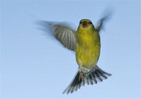 Yellow finch trying to come thru the window BirdForum